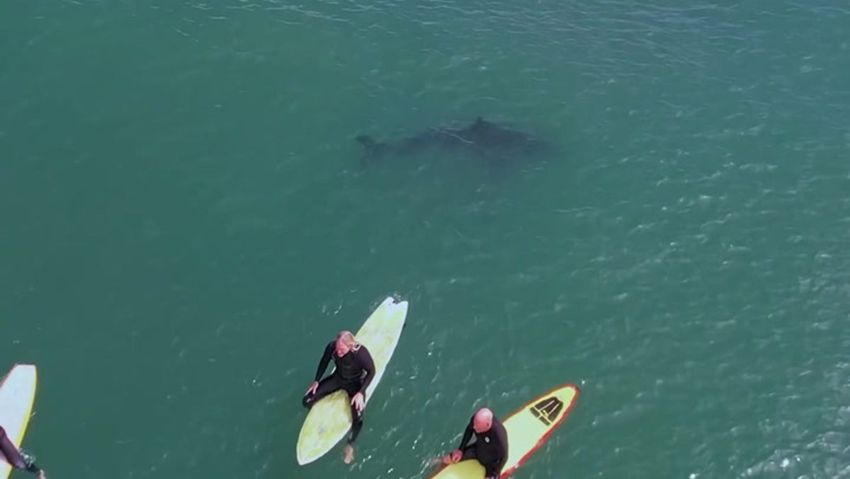 Great white sharks swim metres away from surfers at California beach