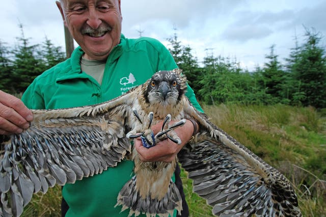 Forestry England ornithologist Martin Davison with one the osprey chicks that the team ringed at Kielder Forest, Northumberland (Forestry England/PA)