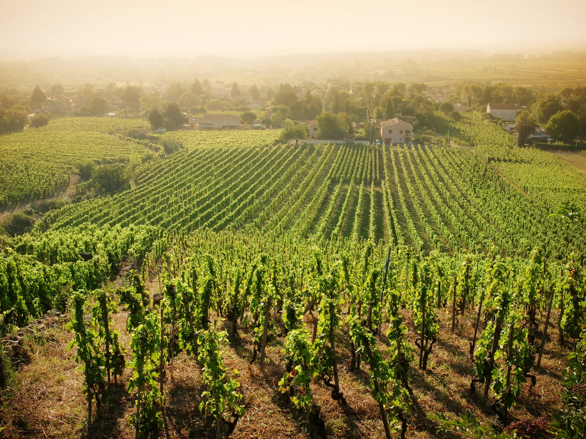 The Rhône Valley is the second largest wine-growing region in France