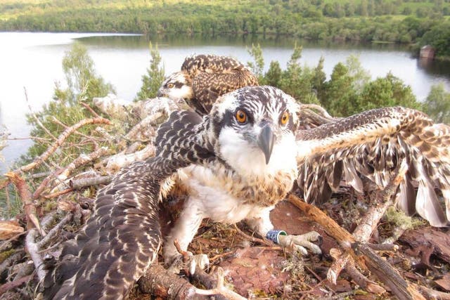 Young Osprey PF4 in his nest, ahead of his first flight (Scottish Wildlife Trust/PA)