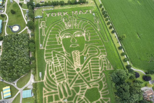 A farmer has paid tribute to the 100-year anniversary of Tutankhamun’s tomb being found by carving a gigantic image of the late pharaoh into a field of maize (Danny Lawson/PA)