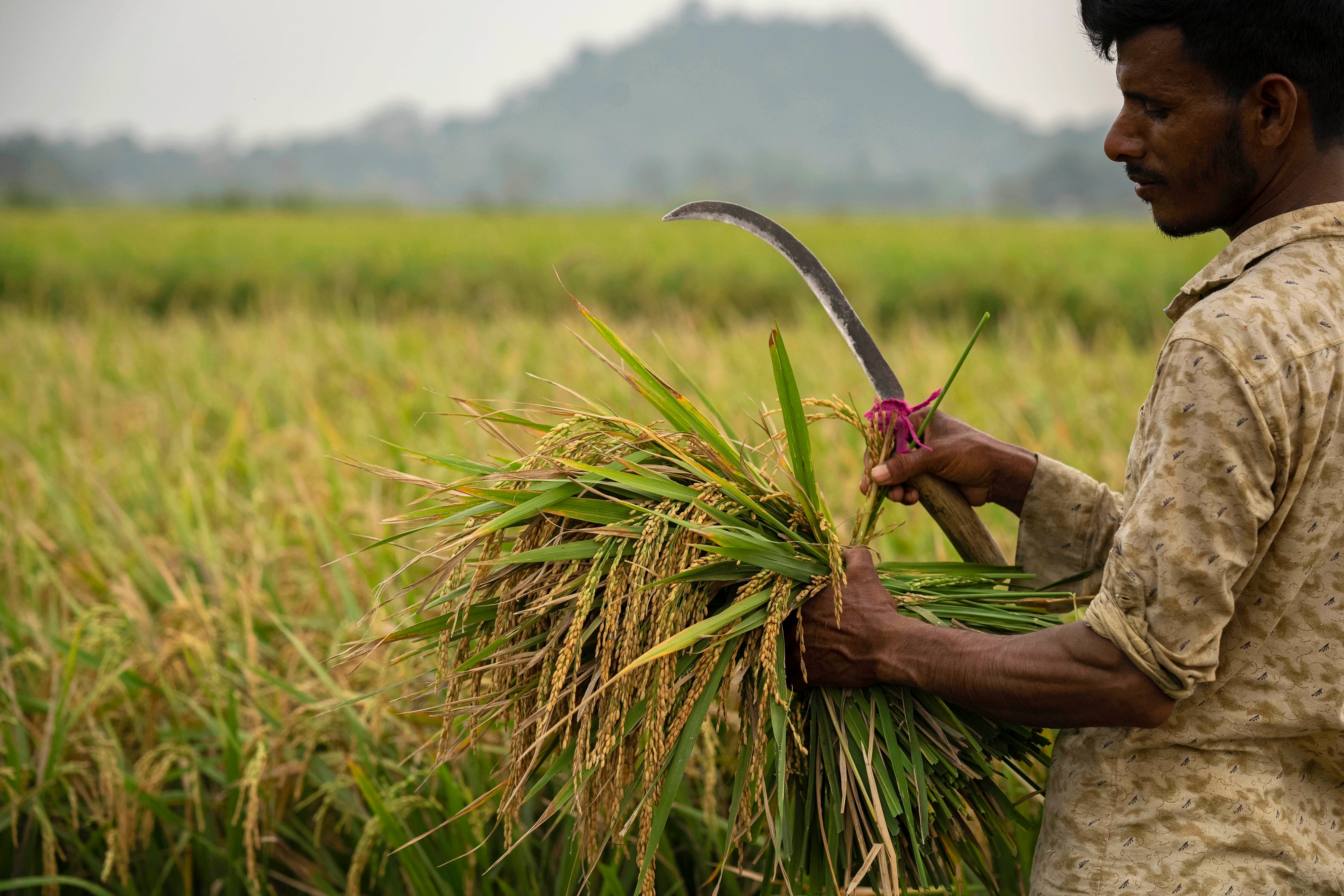 A farmer with his rice crop in a paddy field on the outskirts of Guwahati, India
