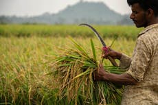 India rice export ban could mean soaring prices worldwide