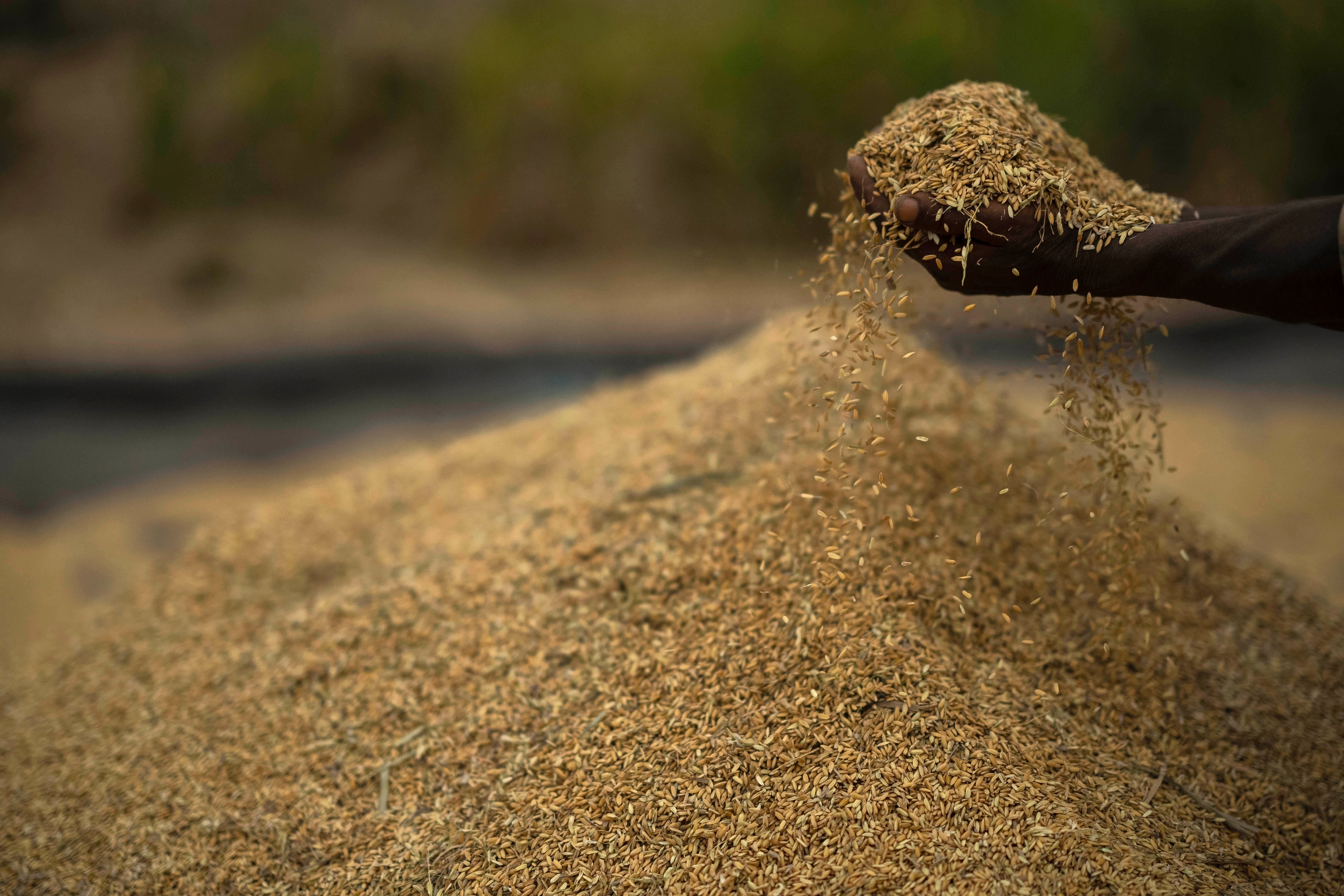 Rice crop on the outskirts of Guwahati, India