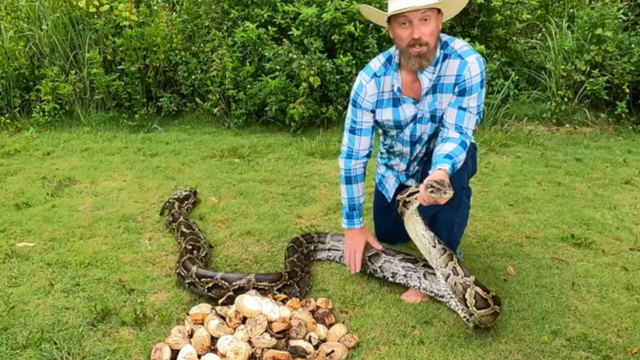 <p>Huge Burmese python nest discovered containing 111 eggs, setting new record</p>