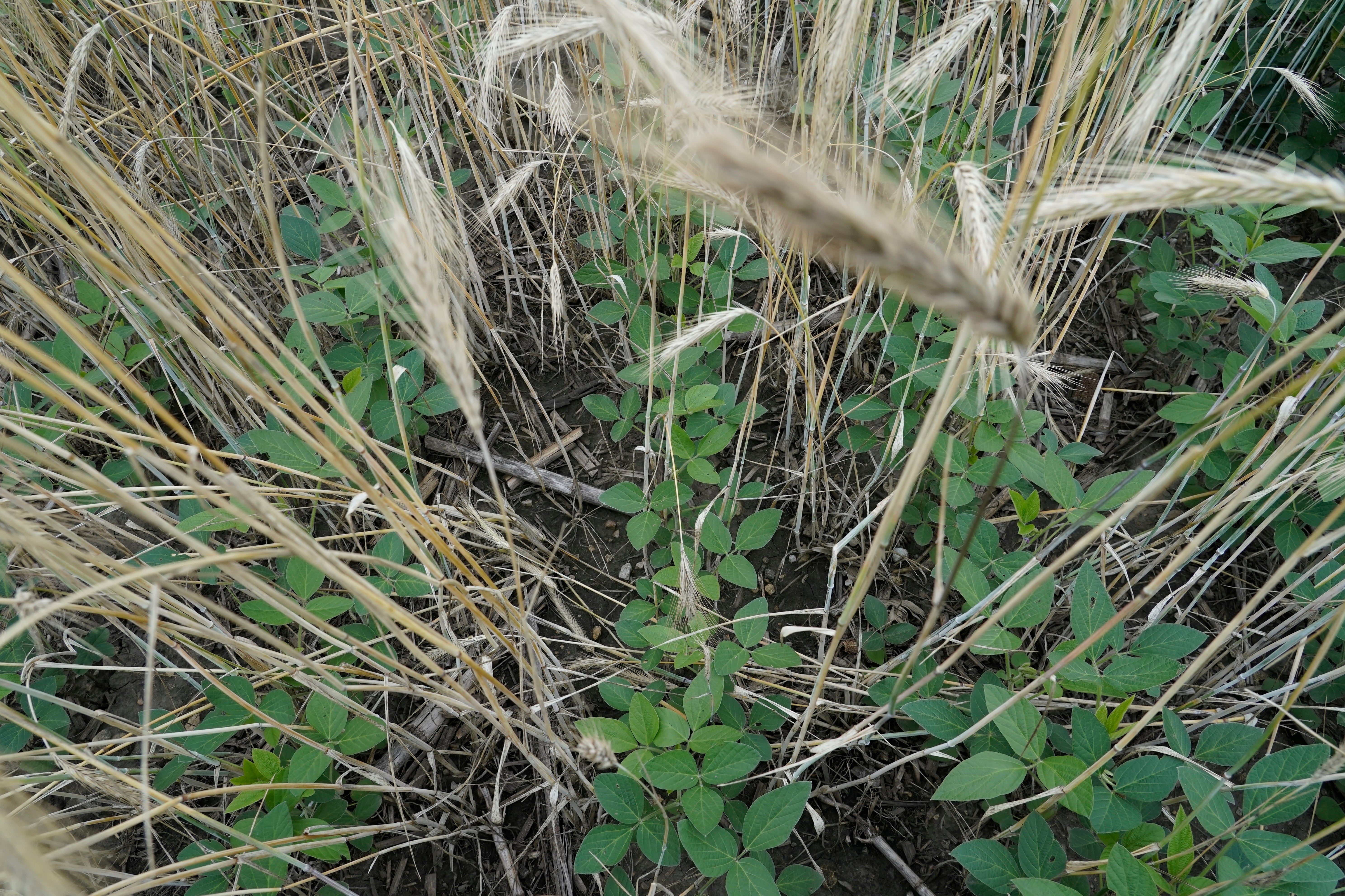 Climate Soil and Carbon