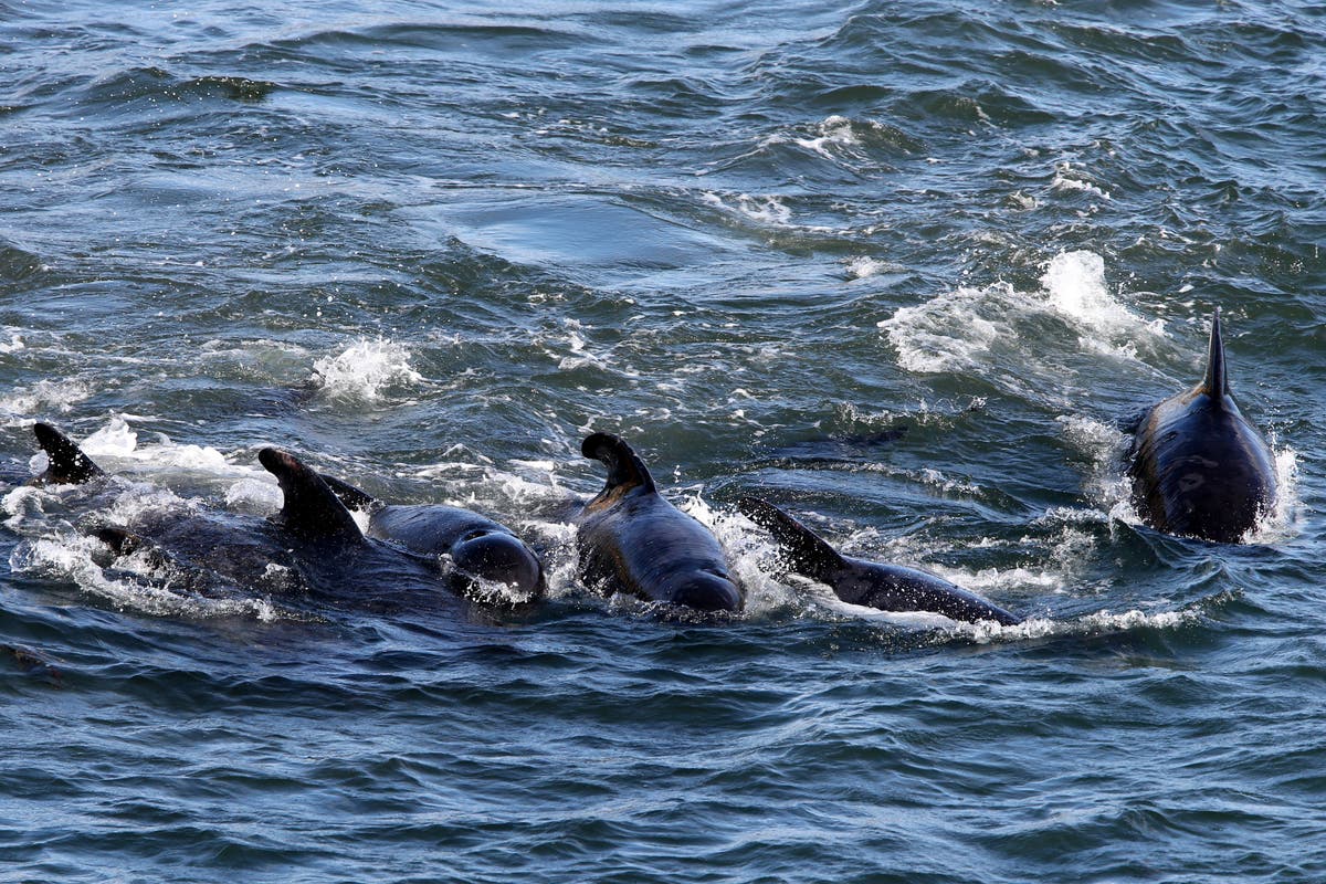 Rescuers tackling &lsquo;mass stranding&rsquo; of pilot whales on Scottish beach