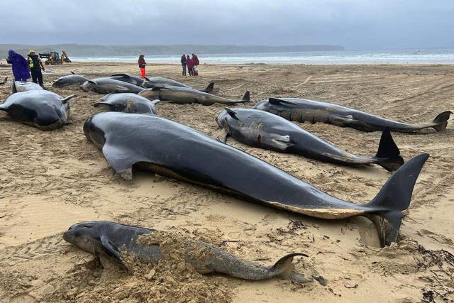 The whales stranded on the Isle of Lewis (Mairi Robertson-Carrey and Cristina McAvoy/BDMLR/PA)