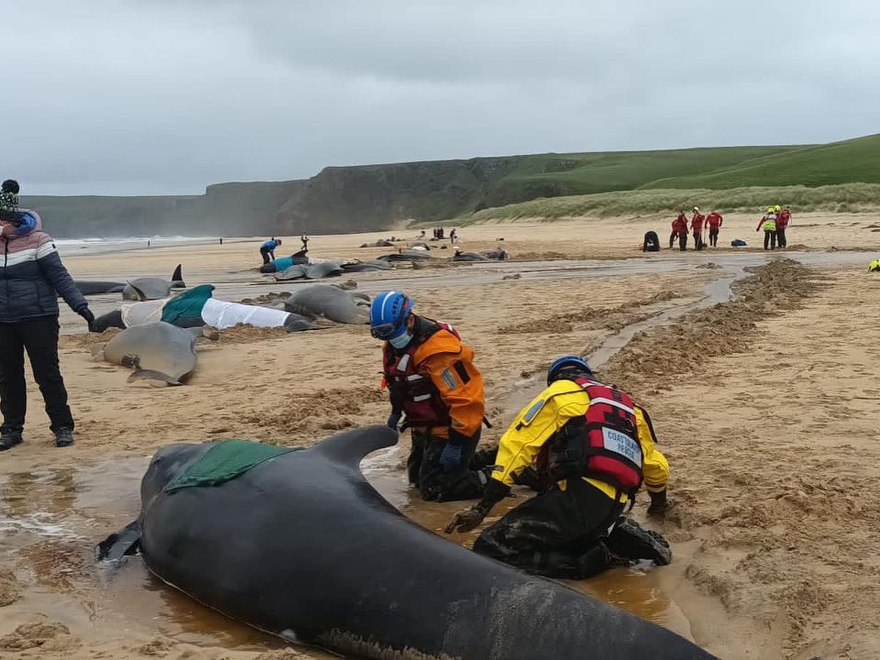 A group of 55 pilot whales – which grow up to seven metres long – became stranded on the Isle of Lewis