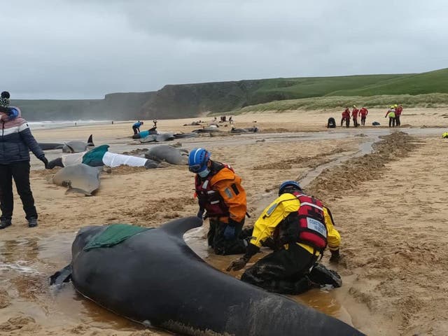 <p>A group of 55 pilot whales – which grow up to seven metres long – became stranded on the Isle of Lewis </p>