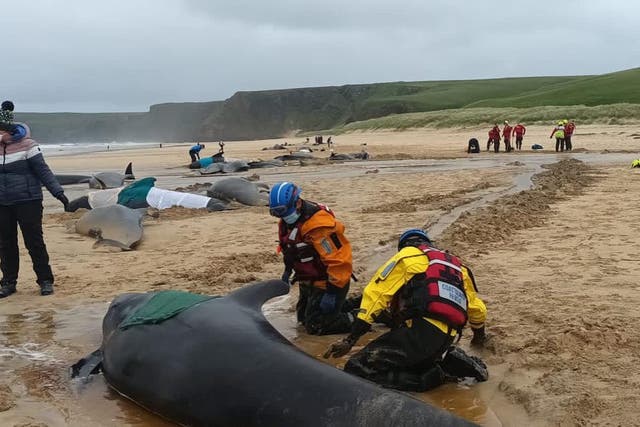 <p>A group of 55 pilot whales – which grow up to seven metres long – became stranded on the Isle of Lewis </p>