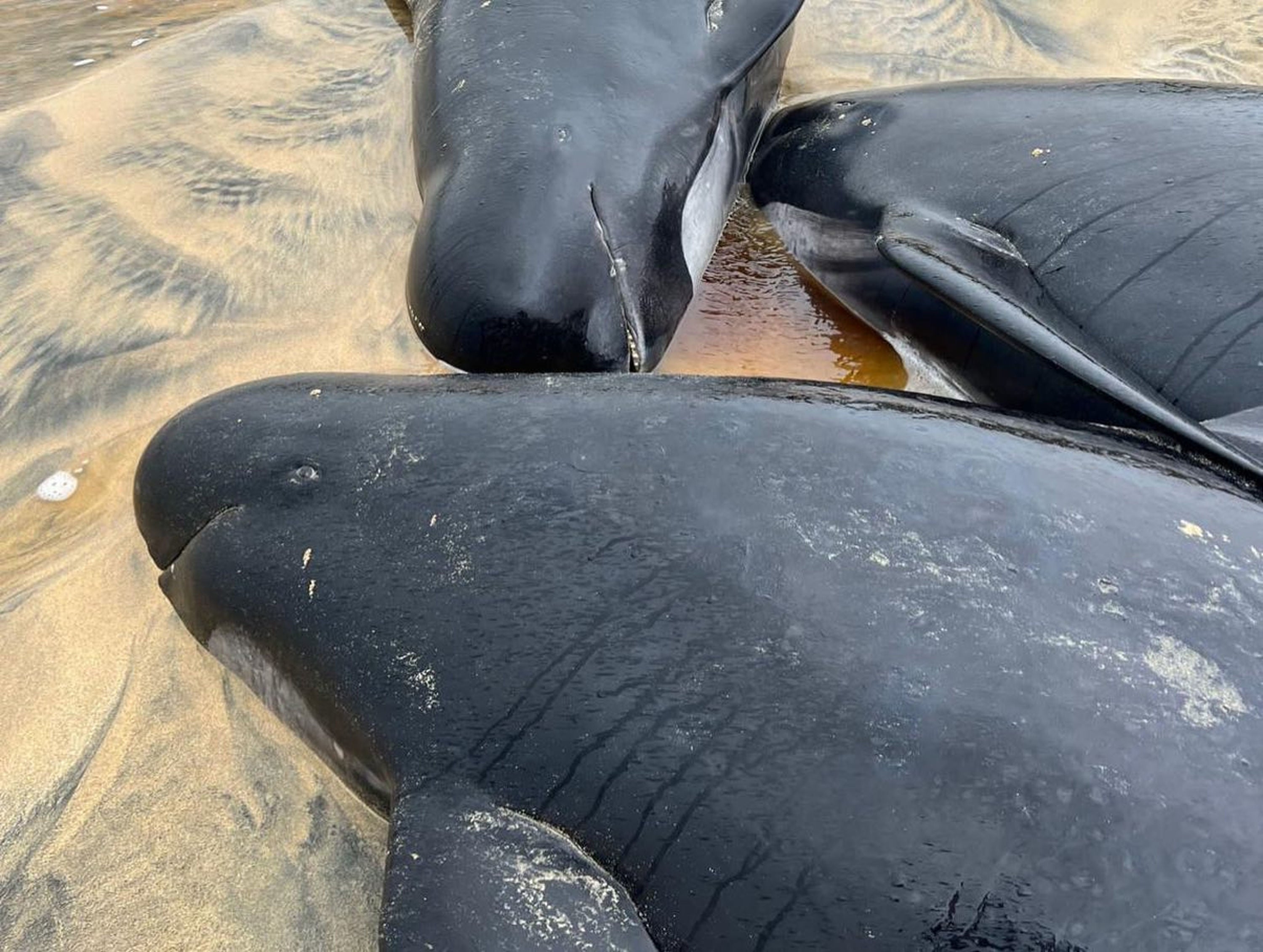 Rescuers tackling ‘mass stranding’ of pilot whales on…