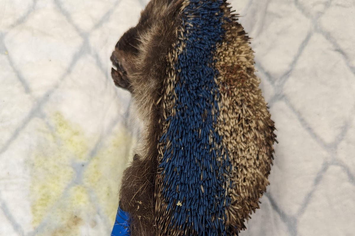 Hedgehog put down after ‘barbaric torturers’ bind legs, slash spines and spray-paint him blue