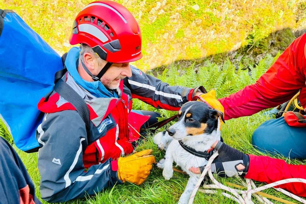 Dog rescued after 60m waterfall plunge