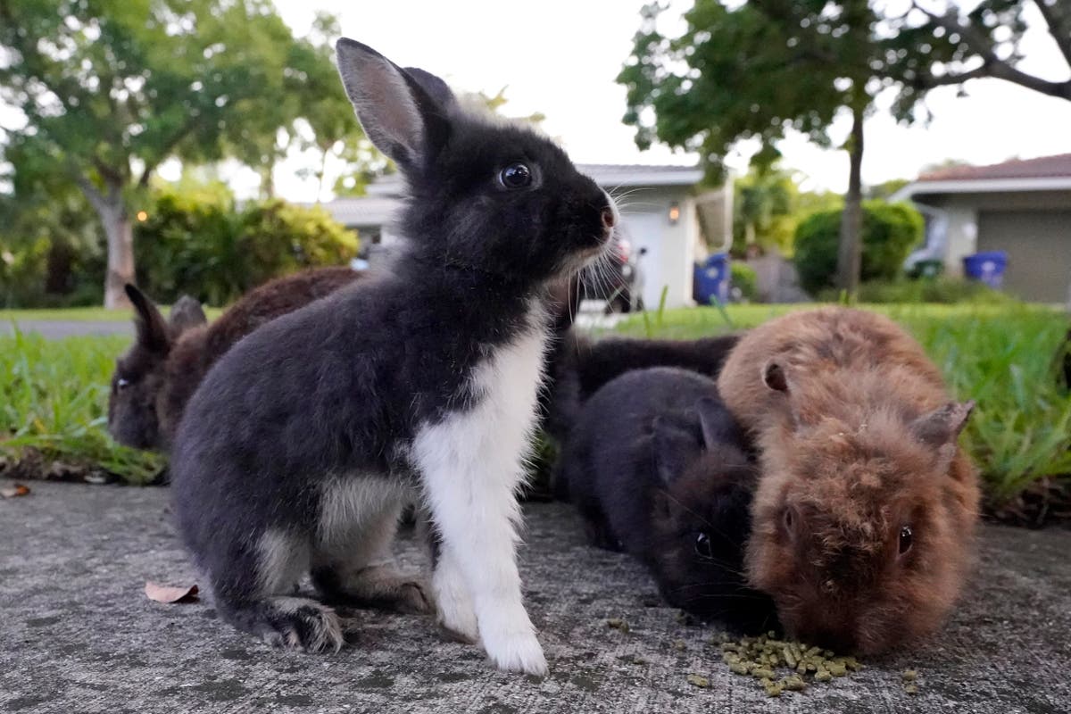 Fuzzy invasion of domestic rabbits has a Florida suburb hopping into a
