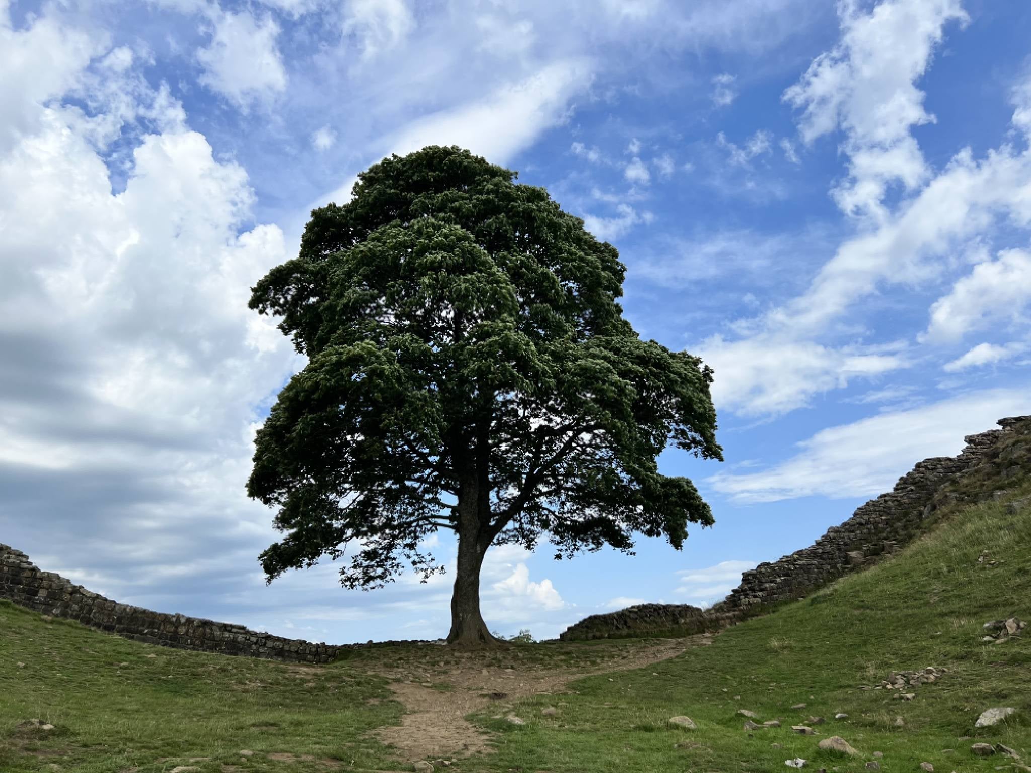 It was voted 2016 English Tree of the Year in the Woodland Trust awards