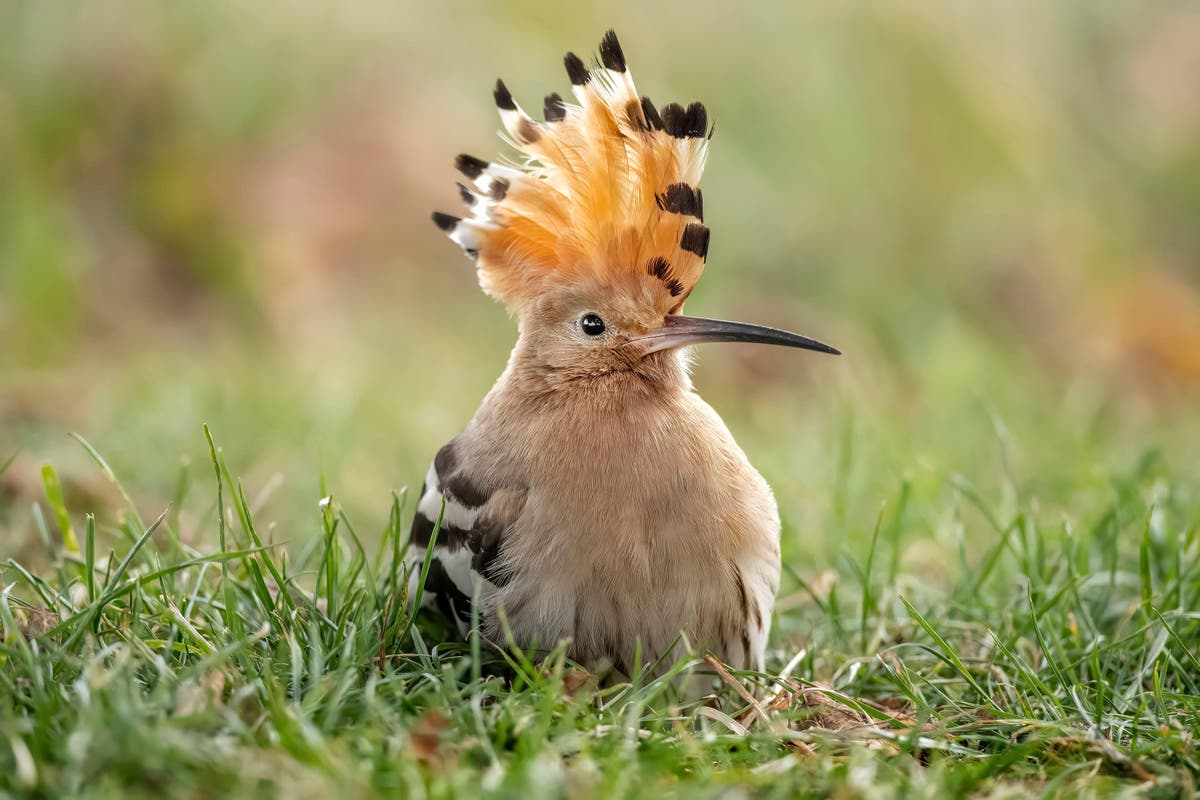 5 unusual birds you may spot in your garden in summer and beyond