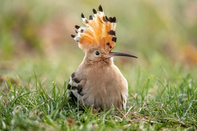 Hoopoe with raised crest (Alamy/PA)