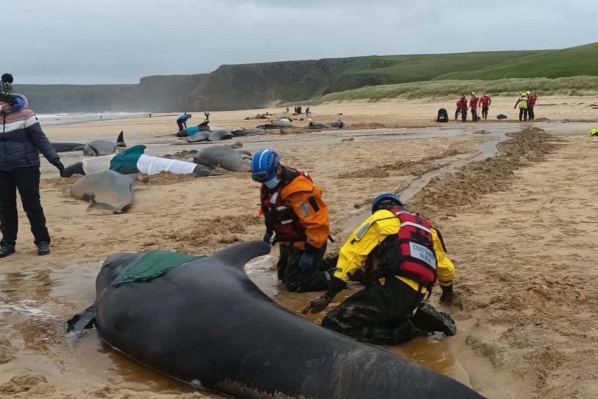 Race to save almost 50 pilot whales after same number die in mass stranding  on WA beach, Whales