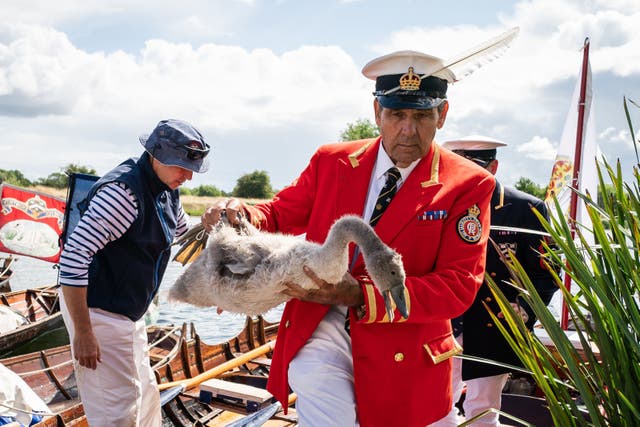 The first Swan Upping of the King’s reign is under way – with the monarch’s Swan Marker and his team taking to the River Thames in newly updated uniforms bearing Charles’s cypher (Aaron Chown/PA)