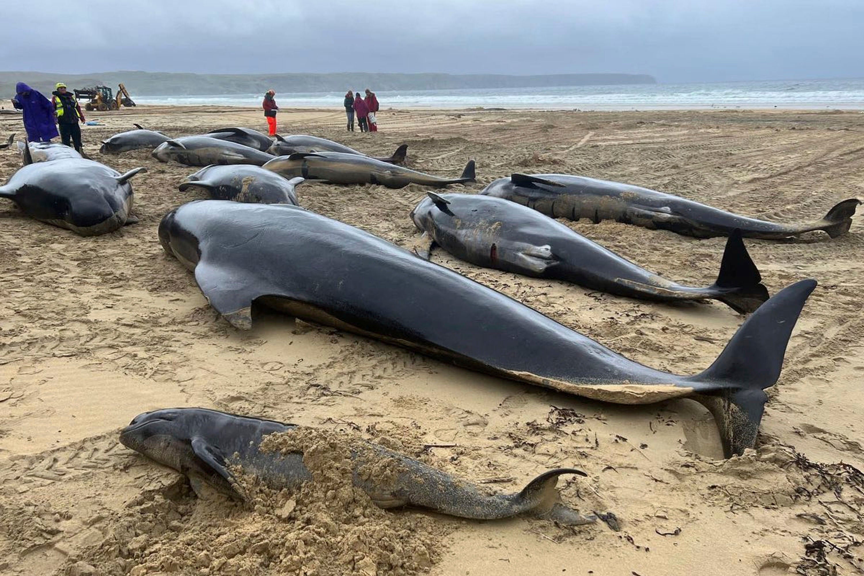 Pilot whales washed up in North Tolsta