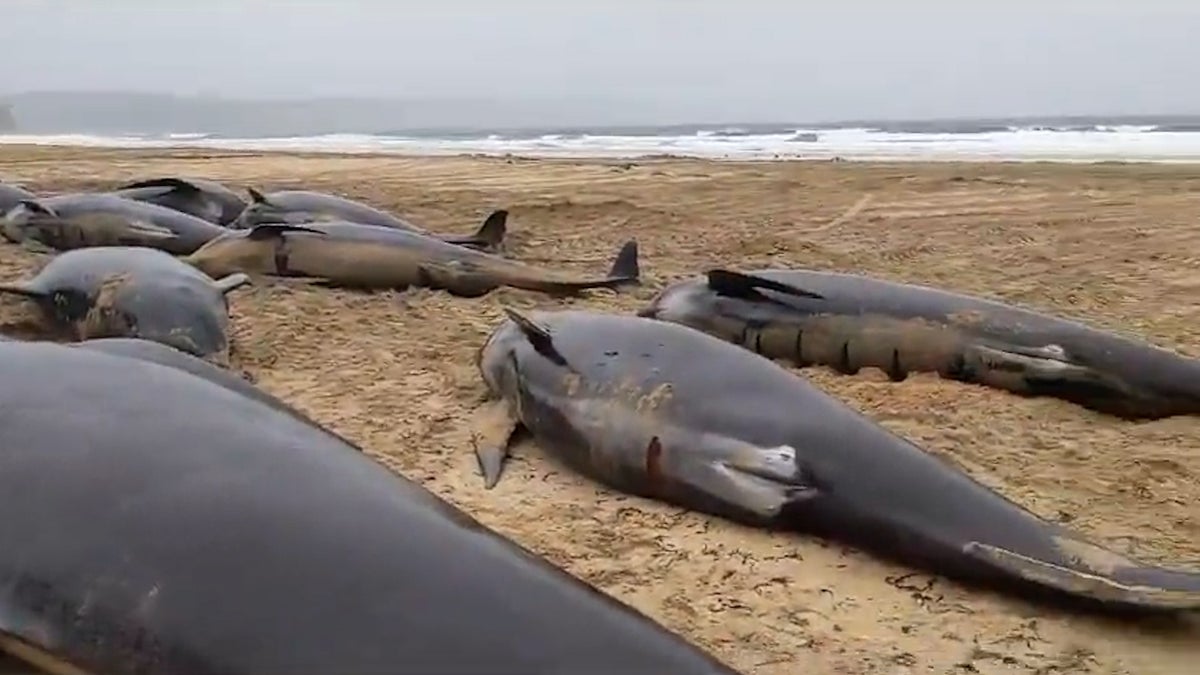 Entire pod of 55 whales die on Scottish beach after mass stranding