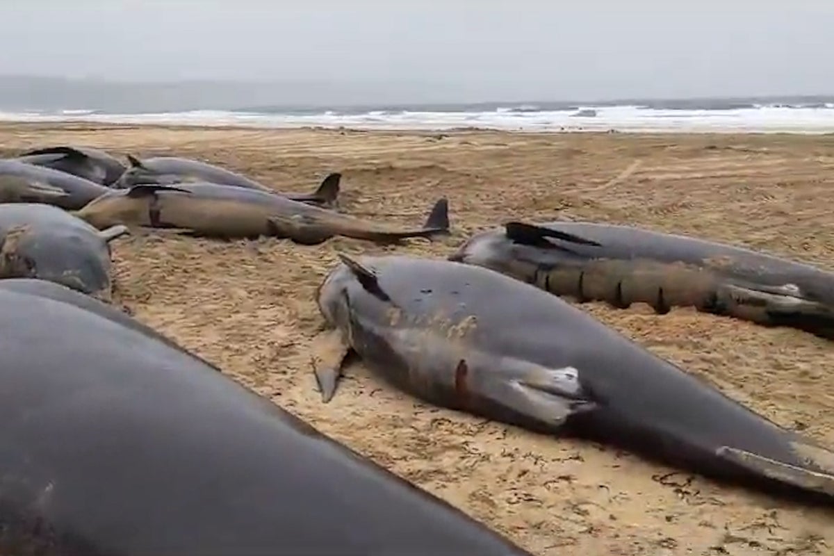 Mass stranding of 55 whales in Scotland caused by animals&rsquo; loyalty towards female member suffering difficult birth