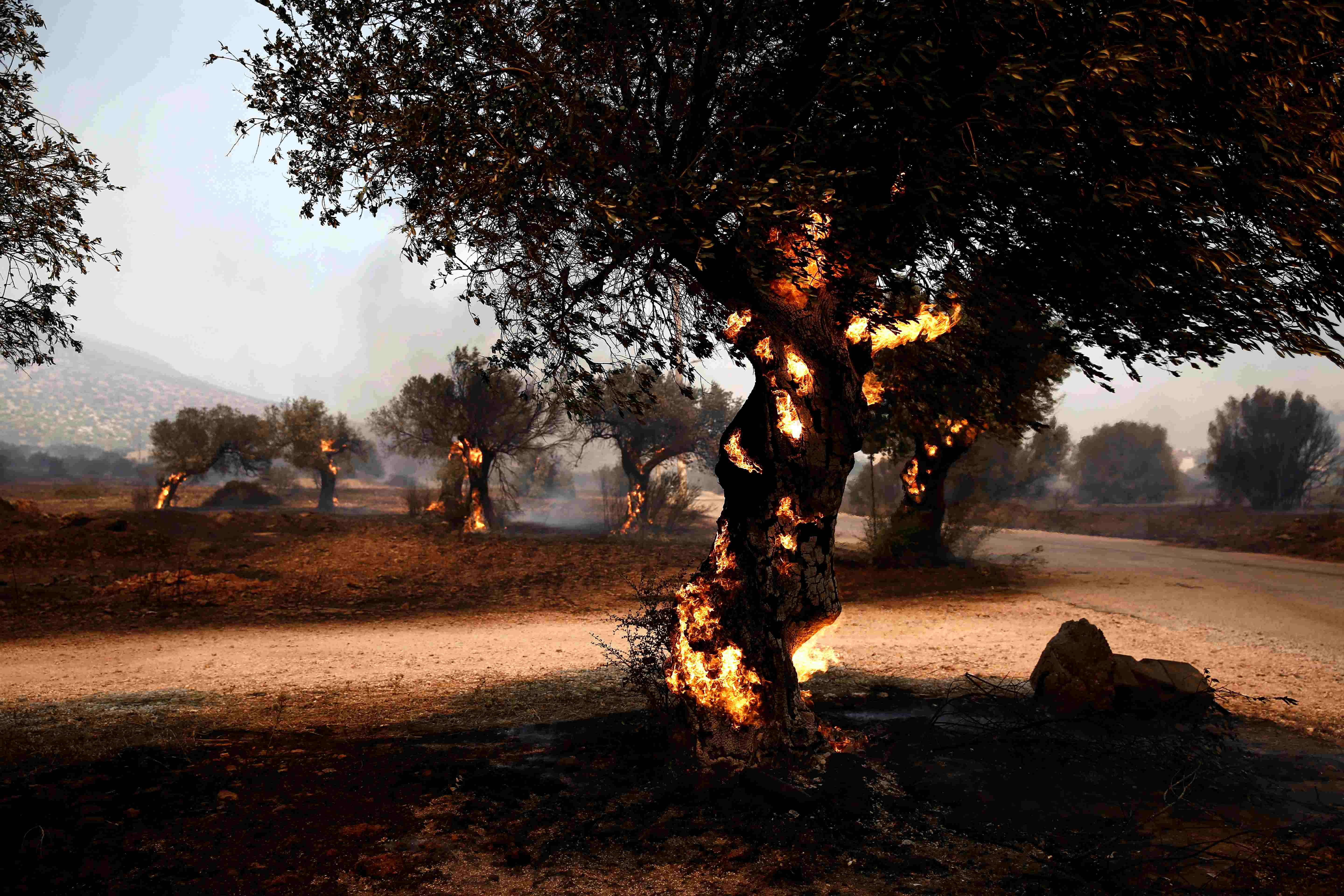 Flames burn an olive grove in Lagonisi, near Athens on Monday, one of several holiday zones under evacuation orders because of a raging wildfire