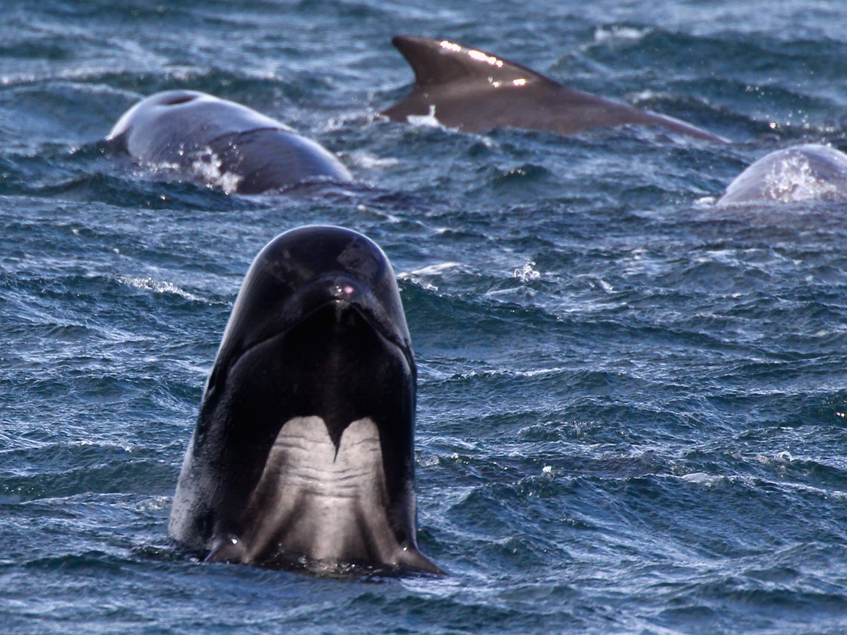 Cruise line apologises after passengers witness dozens of pilot whales being slaughtered