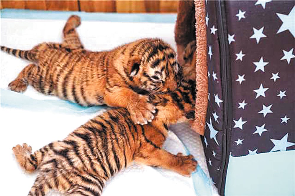 Two Siberian tiger cubs sleep in a breeding box at the Siberian Tiger Park in Harbin, Heilongjiang province