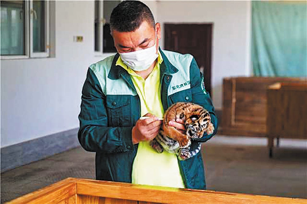 Breeding expert Li Xin checks the temperature of a cub at the park