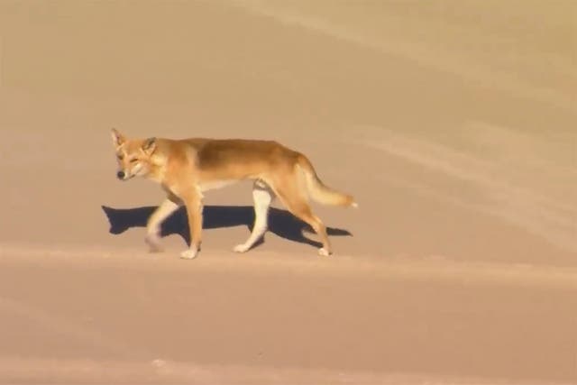 Australia Dingo Attack