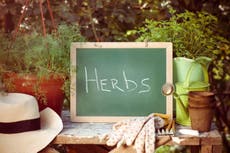 How to create a kitchen herb garden