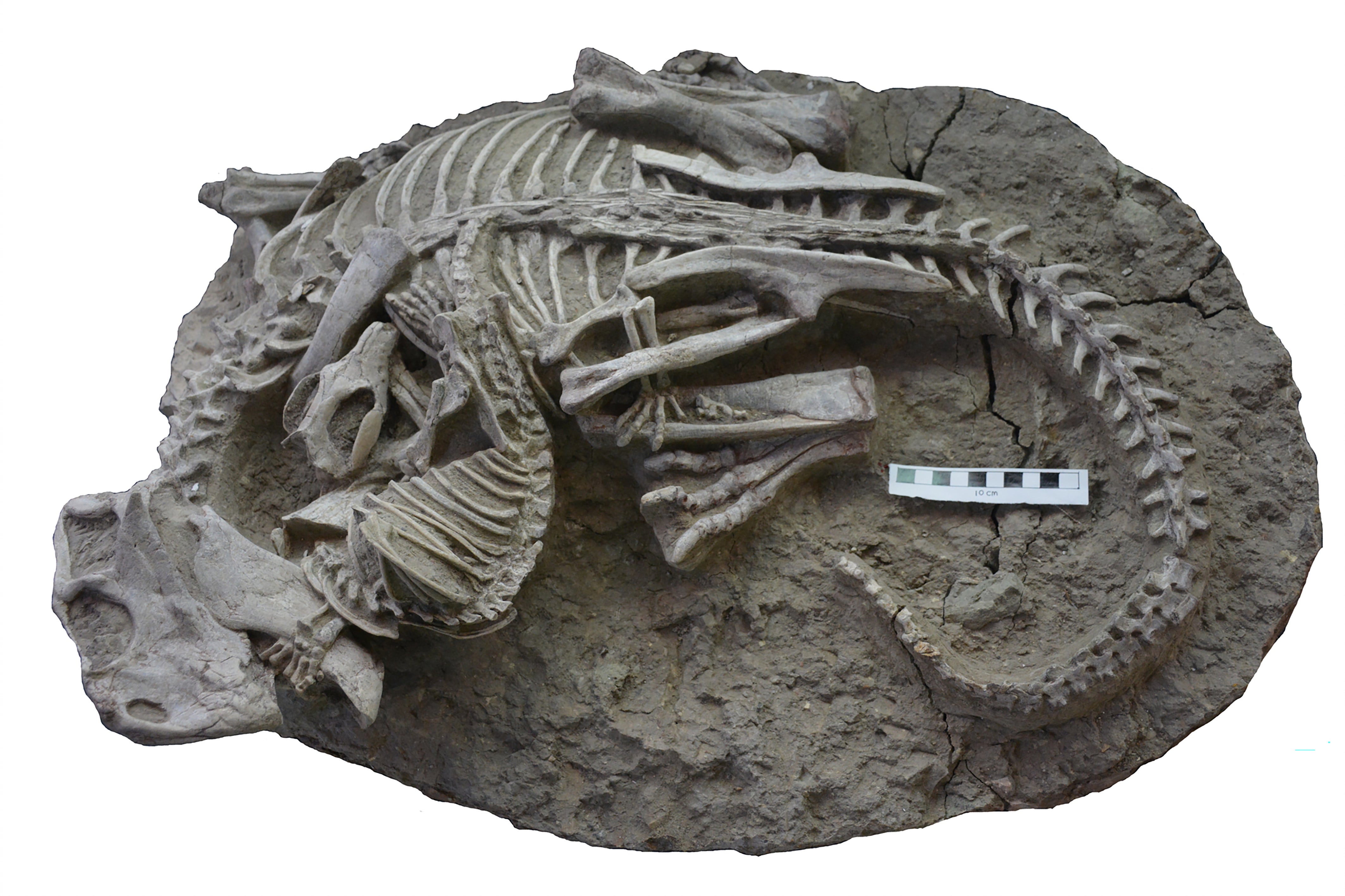 The Psittacosaurus being attacked by Repenomamus 125 million years ago