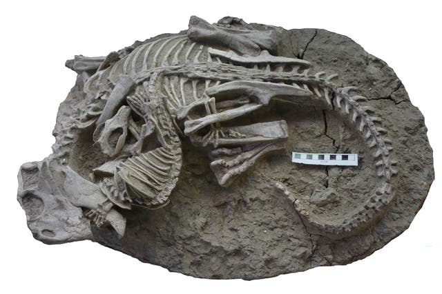 <p>The Psittacosaurus being attacked by Repenomamus 125 million years ago </p>