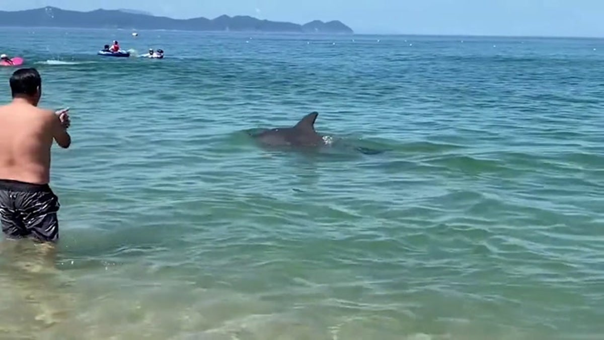 Wild dolphin injures swimmers at Japanese beach