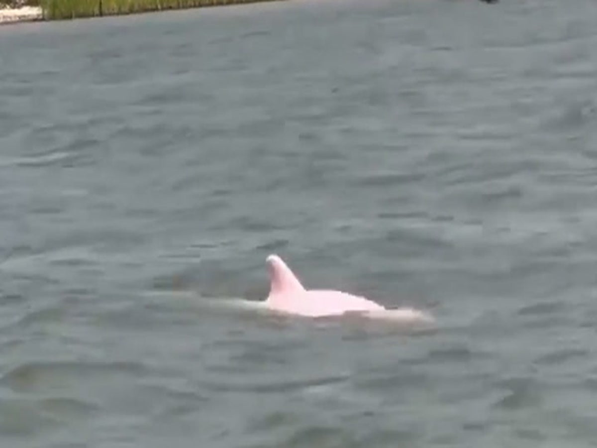 baby pink amazon river dolphin