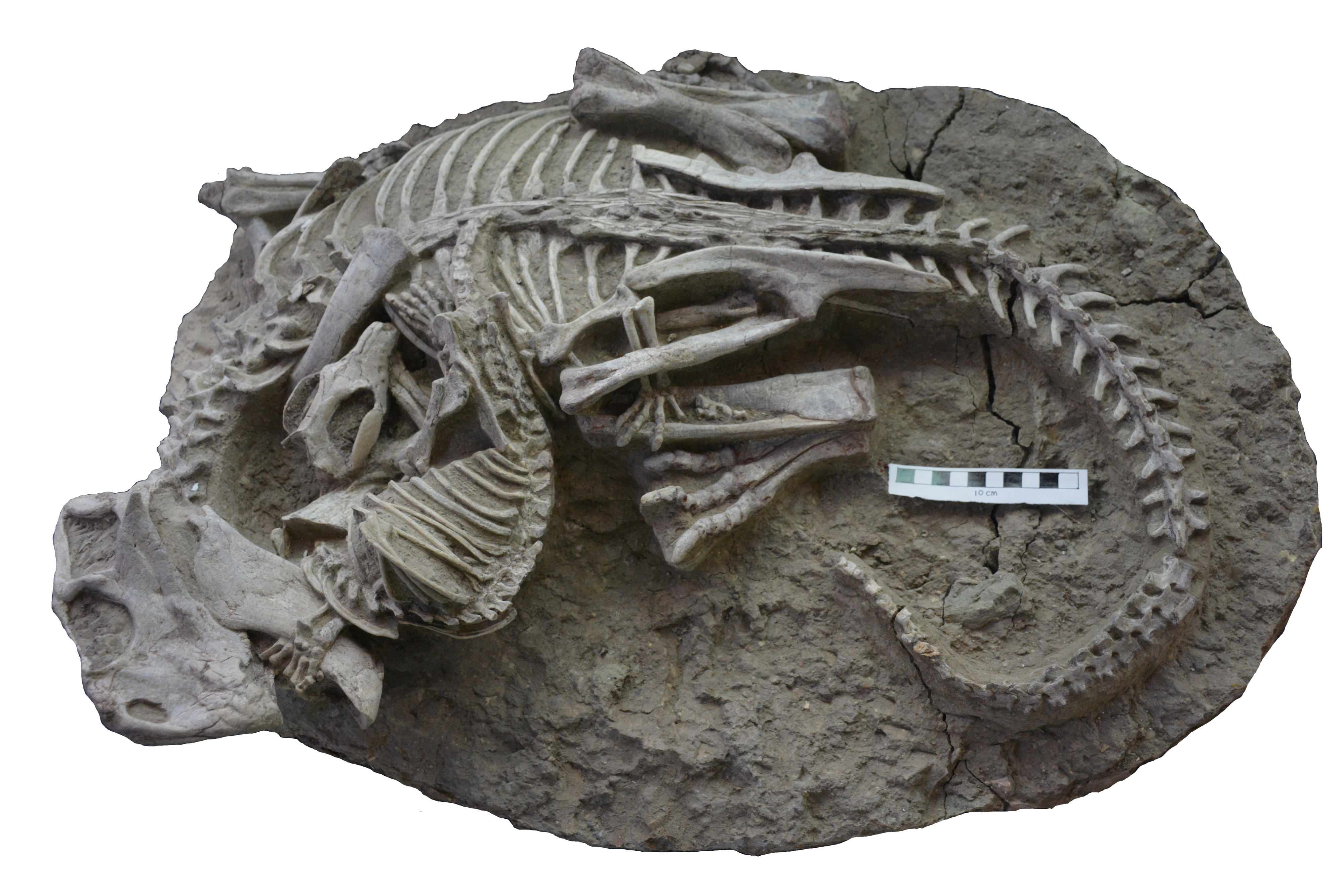 The entangled Psittacosaurus (dinosaur) and Repenomamus (mammal) skeletons (Gang Han/ Hainan Tropical OceanUniversity)