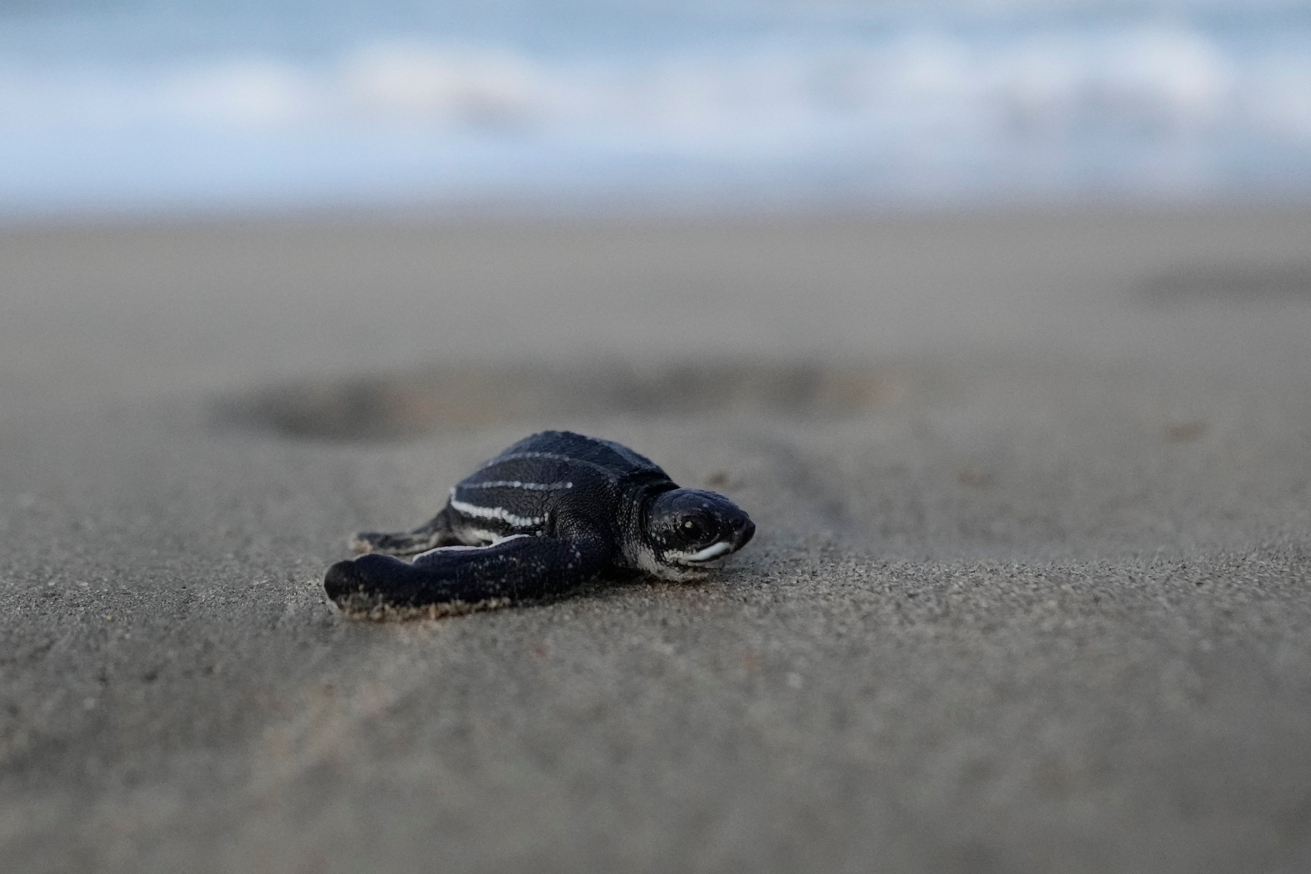 VENEZUELA-TORTUGAS MARINAS