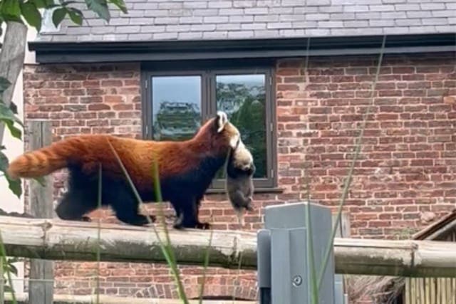 The red panda cub was seen for the first time around a month after it was born (West Midlands Safari Park/PA)