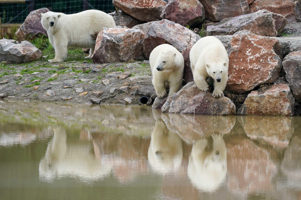 Polar bears&rsquo; personalities start to show after move to Staffordshire park