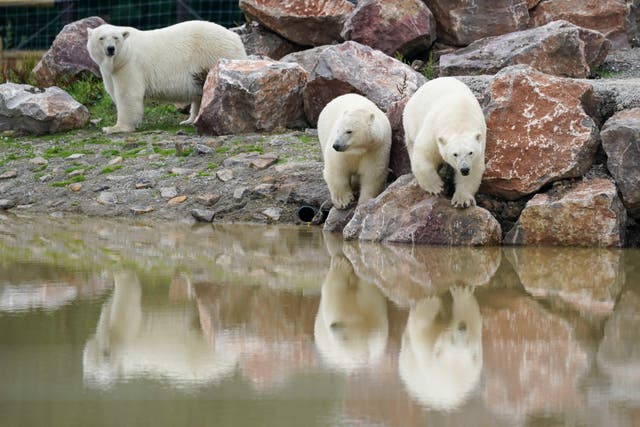 Polar bear Hope and her two cubs, Nanook and Noori, are getting settled into their new habitat at Peak Wildlife Park near Leek (Jacob King/PA)