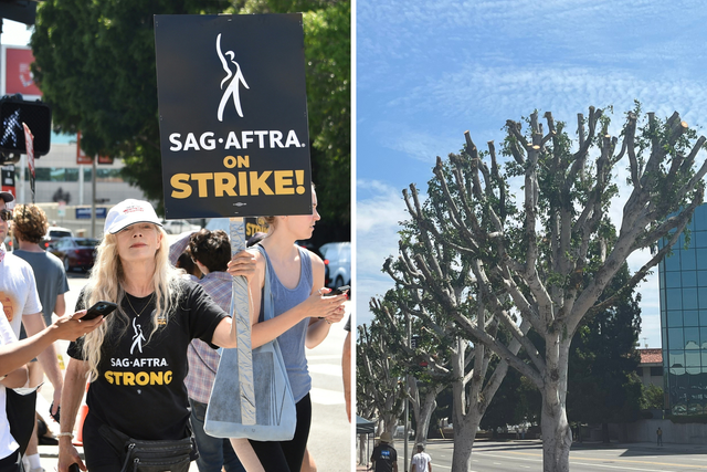 <p>Los Angeles strike and trimmed trees</p>