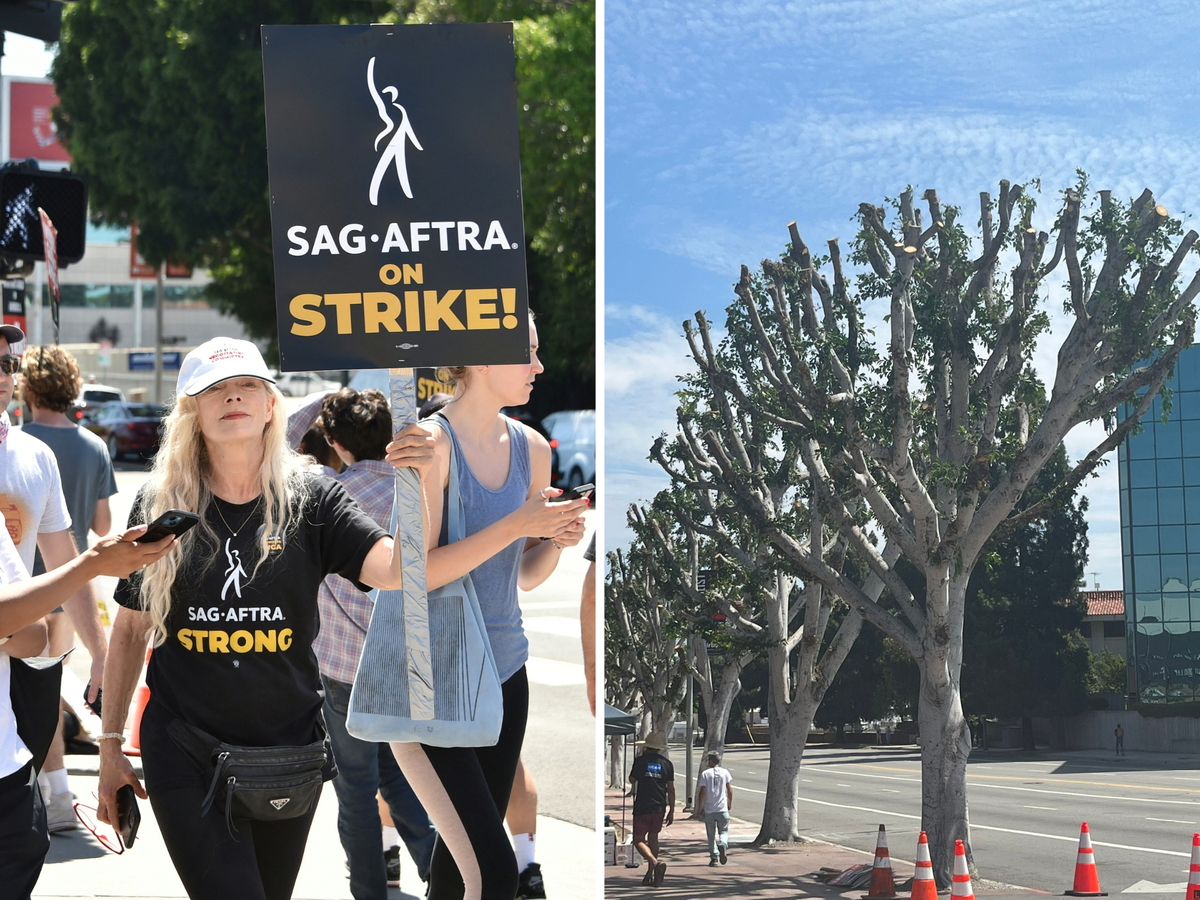 Universal accused of pruning trees to remove shade for picketing SAG members – latest