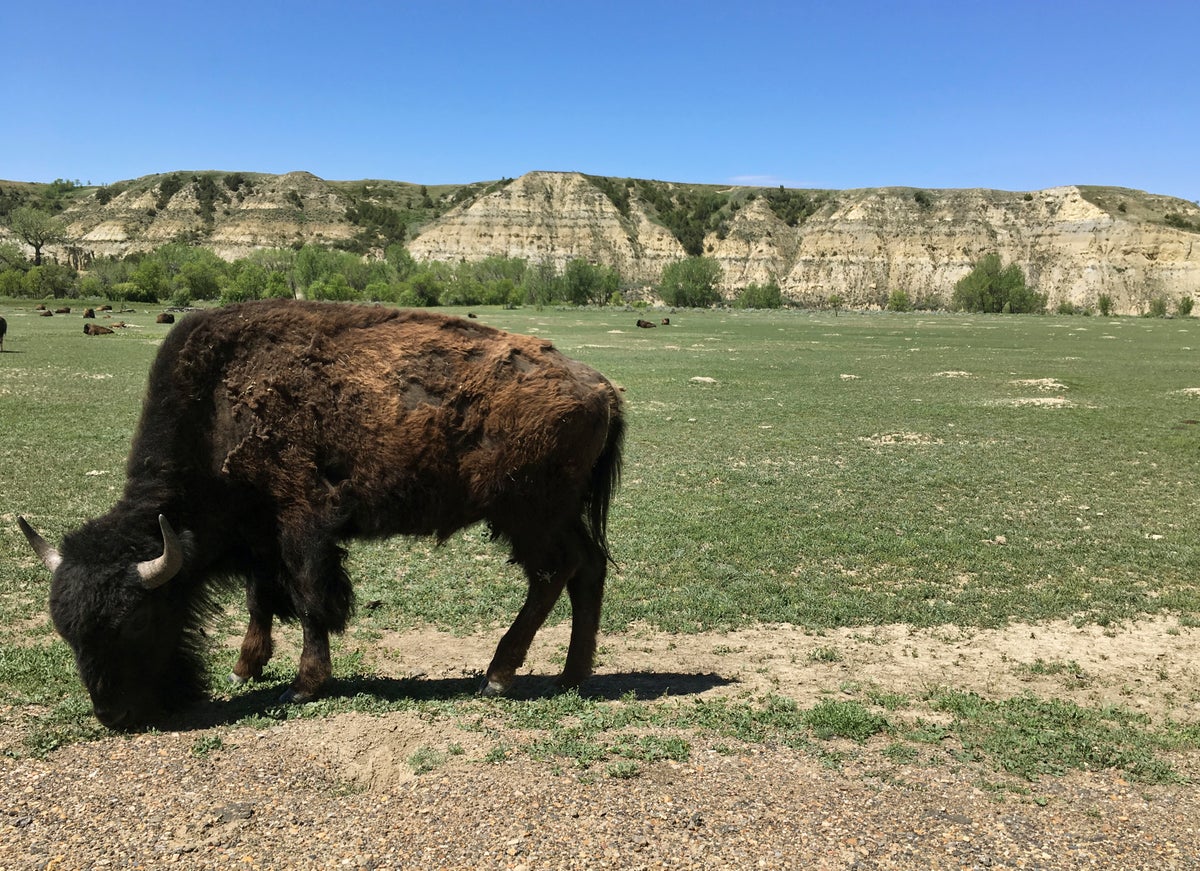 Woman severely injured in bison attack in Roosevelt Park