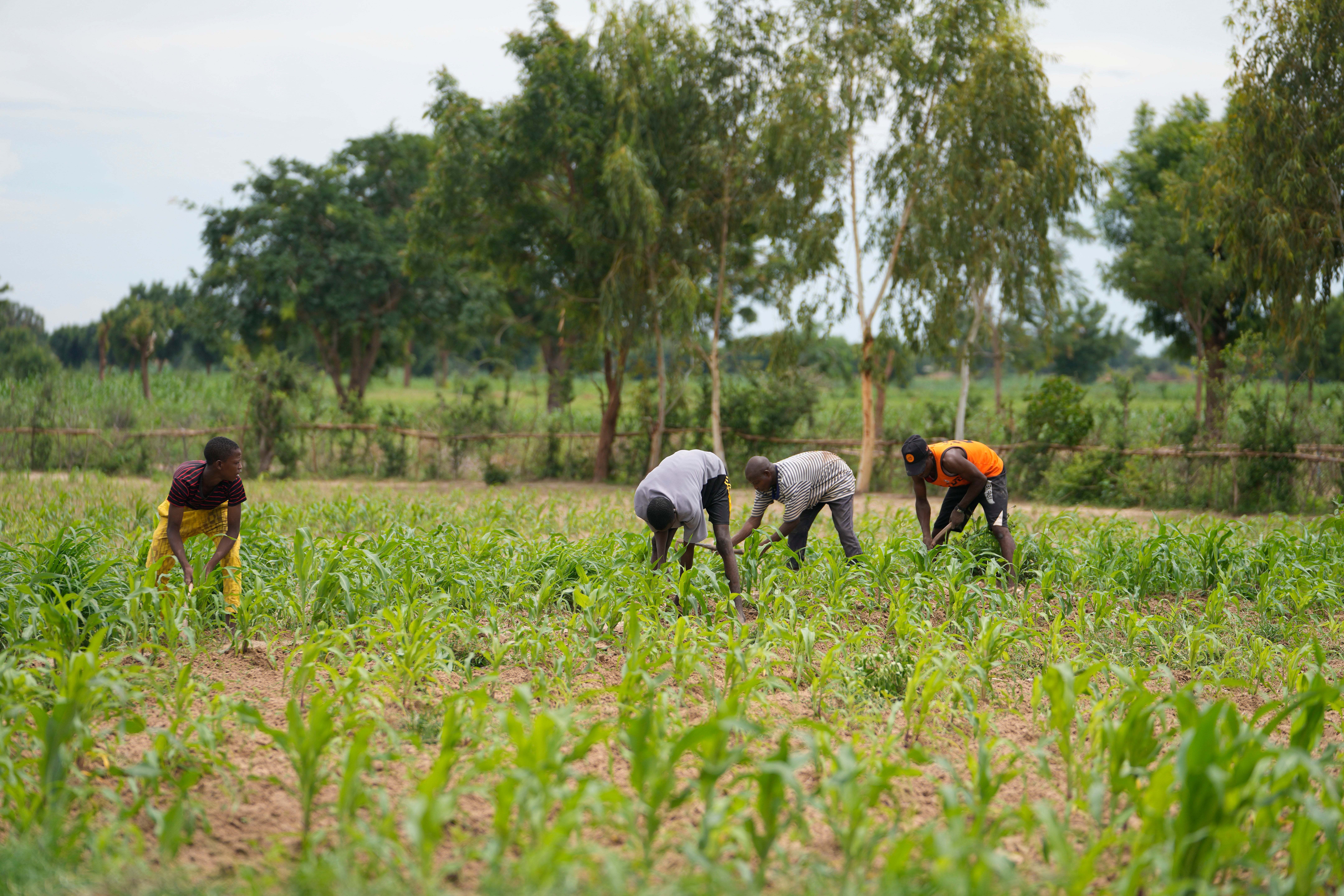 Nigeria Climate Food Security