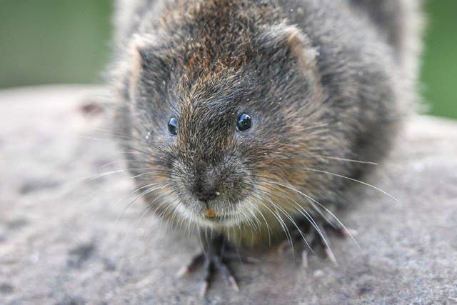Voles are protected in law (Ben Birchall/PA)