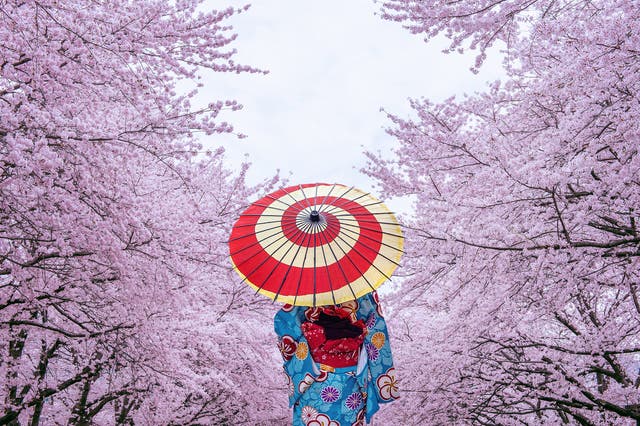 <p>Visit Japan in spring for a pink-hued solo trip among the cherry blossoms </p>