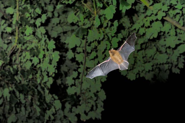 Researchers found bat’s activity decreased in some species during periods of music playback (Alamy/PA)