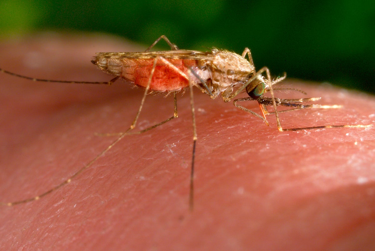 Locally acquired malaria case found in Arkansas